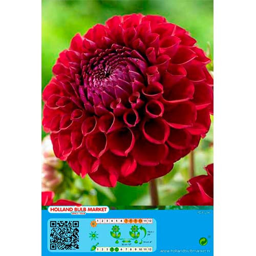 Dalia Dark Spirit interface.art photo 1 Dalia Dark Spirit interface.image 1 interface.art 76414