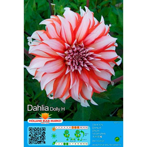 Dalia Dolly H interface.art photo 1 Dalia Dolly H interface.image 1 interface.art 76416