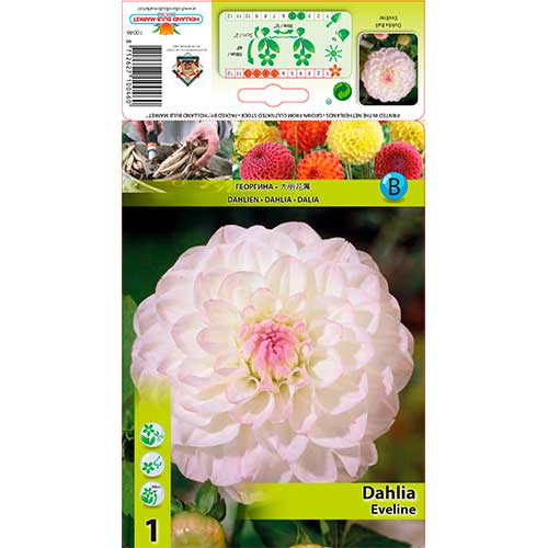 Dalia Eveline interface.art photo 1 Dalia Eveline interface.image 1 interface.art 76583