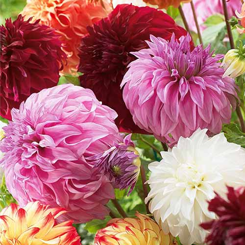 Dalia Gigante, mixed interface.art photo 1 Dalia Gigante, mixed interface.image 1 interface.art 76512