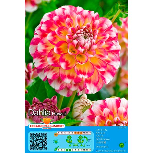 Dalia Hawaii interface.art photo 1 Dalia Hawaii interface.image 1 interface.art 76419