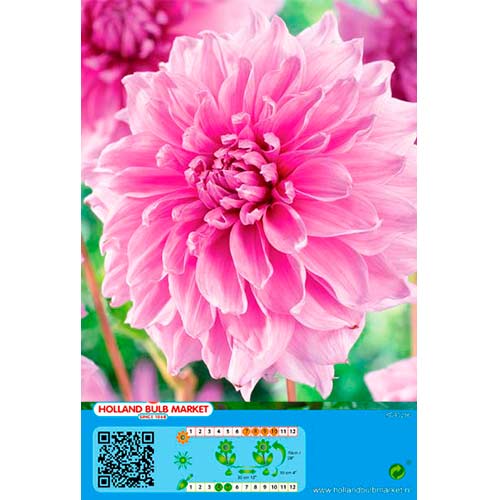 Dalia Lavender Perfection interface.art photo 1 Dalia Lavender Perfection interface.image 1 interface.art 76421