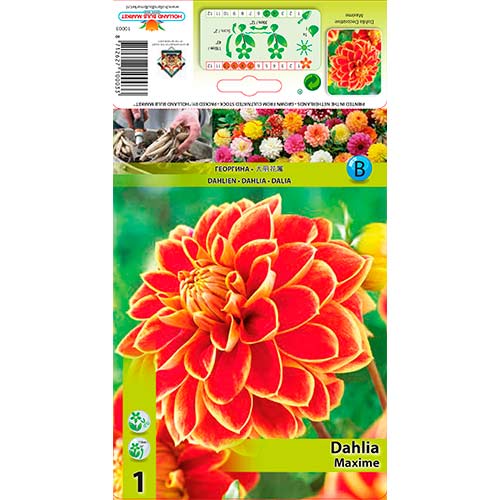 Dalia Maxime interface.art photo 1 Dalia Maxime interface.image 1 interface.art 76423