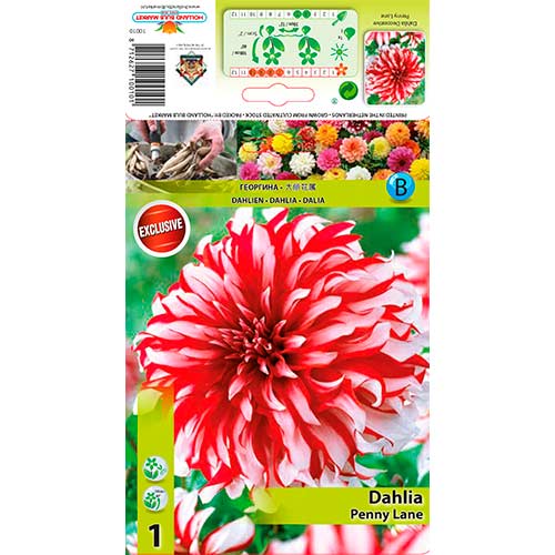 Dalia Penny Lane interface.art photo 1 Dalia Penny Lane interface.image 1 interface.art 76217