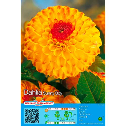 Dalia Sunny Boy interface.art photo 1 Dalia Sunny Boy interface.image 1 interface.art 76429