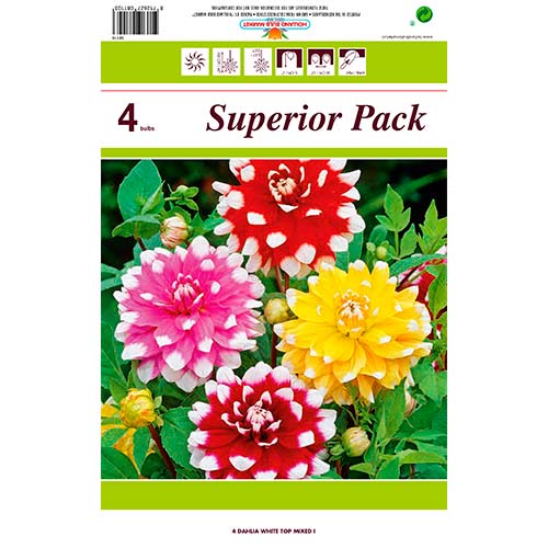 Dalia White Top Mixed interface.art photo 1 Dalia White Top Mixed interface.image 1 interface.art 76431