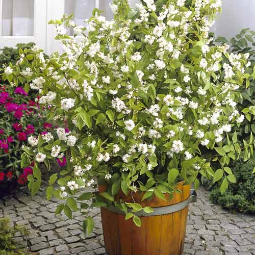 Deutzia híbrida Pride of Rochester, С2 interface.art photo 1 Deutzia híbrida Pride of Rochester, С2 interface.image 1 interface.art 8215