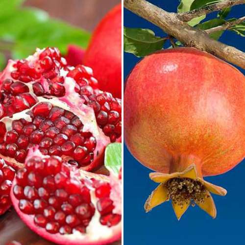 Dúo de granadas, 2 plantas interface.art photo 1 Dúo de granadas, 2 plantas interface.image 1 interface.art 4879