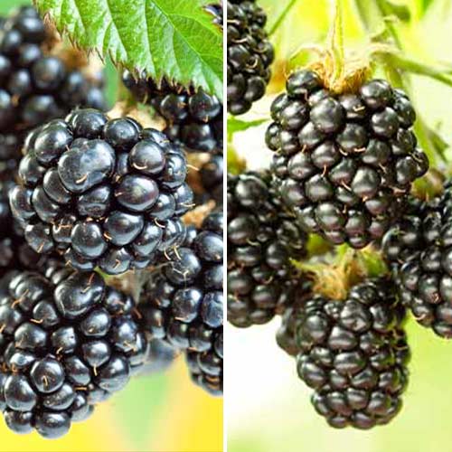 Mora Dúo, 2 plantas interface.art photo 1 Mora Dúo, 2 plantas interface.image 1 interface.art 5390