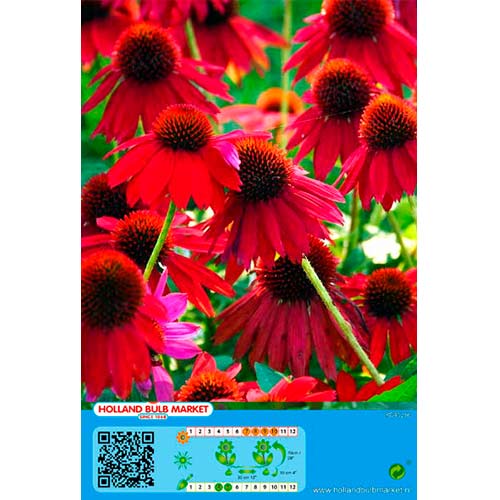Echinacea Red interface.image 1 interface.art 76436
