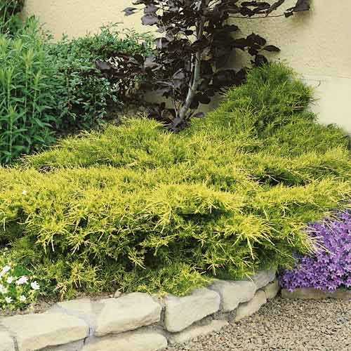 Enebro chino Kuriwao Gold interface.art photo 1 Enebro chino Kuriwao Gold interface.image 1 interface.art 7734