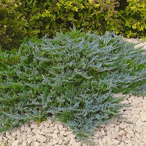 Enebro de roca Blue Chip, Р9 interface.art photo 1 Enebro de roca Blue Chip, Р9 interface.image 1 interface.art 9434