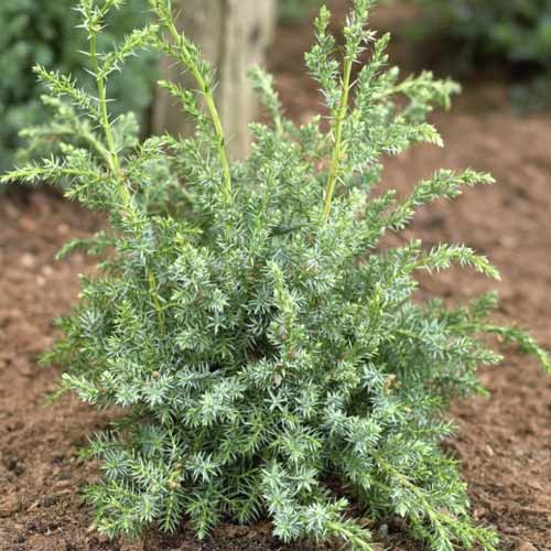 Enebro escamoso Blue Alps, C2 interface.art photo 1 Enebro escamoso Blue Alps, C2 interface.image 1 interface.art 7745