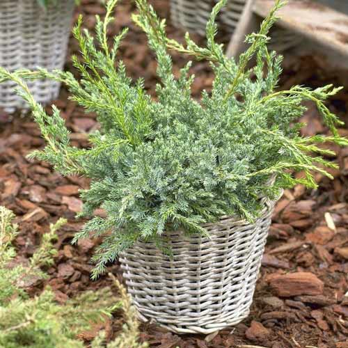 Enebro escamoso Blue Carpet, Р9 interface.art photo 1 Enebro escamoso Blue Carpet, Р9 interface.image 1 interface.art 9407