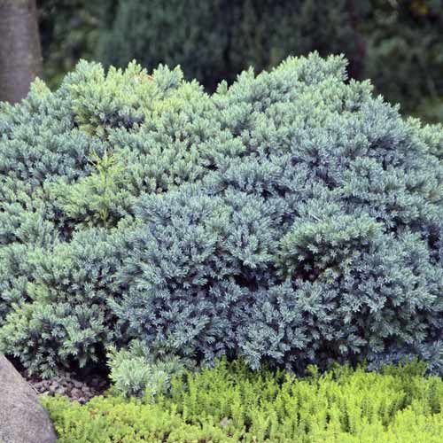 Enebro escamoso Blue Star, C2 interface.art photo 1 Enebro escamoso Blue Star, C2 interface.image 1 interface.art 7744