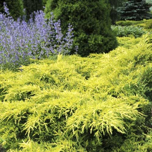 Enebro Gold Star, C2 interface.art photo 1 Enebro Gold Star, C2 interface.image 1 interface.art 7740