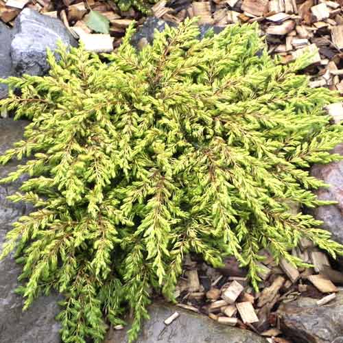 Enebro Goldschatz interface.art photo 1 Enebro Goldschatz interface.image 1 interface.art 7736