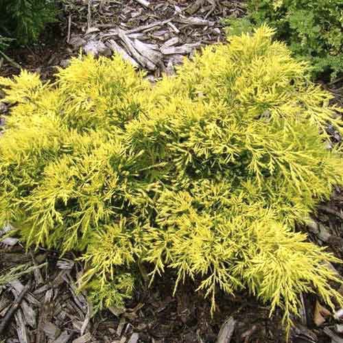 Enebro King of Spring interface.art photo 1 Enebro King of Spring interface.image 1 interface.art 7742