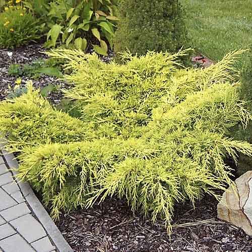 Enebro Old Gold interface.art photo 1 Enebro Old Gold interface.image 1 interface.art 7741