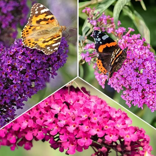 Conjunto de buddleia, 3 plantas interface.art photo 1 Conjunto de buddleia, 3 plantas interface.image 1 interface.art 2032