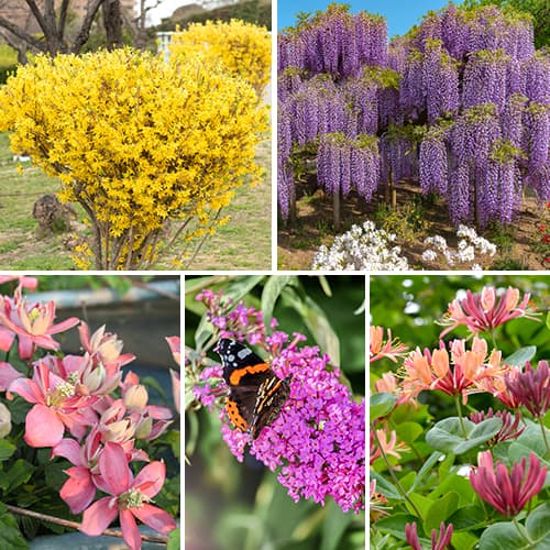 Conjunto de arbustos ornamentales, 5 plantas interface.art photo 1 Conjunto de arbustos ornamentales, 5 plantas interface.image 1 interface.art 2034