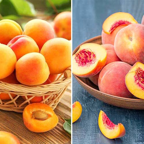 Lata de fruta en conserva, 2 plantas interface.art photo 1 Lata de fruta en conserva, 2 plantas interface.image 1 interface.art 5676