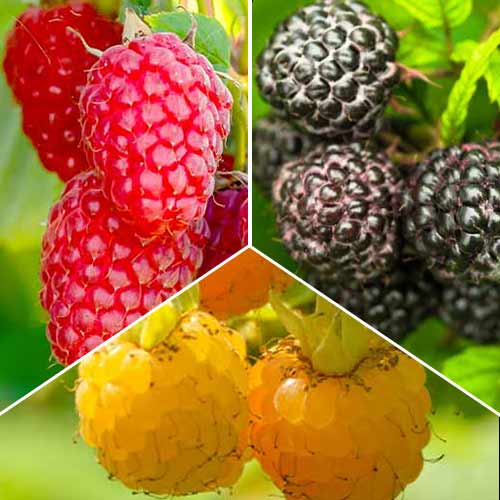 Trío de frambuesas, 3 plantas interface.art photo 1 Trío de frambuesas, 3 plantas interface.image 1 interface.art 8041