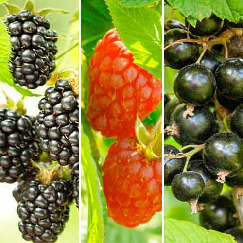 Dúo de arándanos, 3 plantas interface.art photo 1 Dúo de arándanos, 3 plantas interface.image 1 interface.art 5847