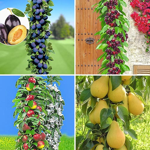 Huerto, 4 plantas interface.art photo 1 Huerto, 4 plantas interface.image 1 interface.art 1955