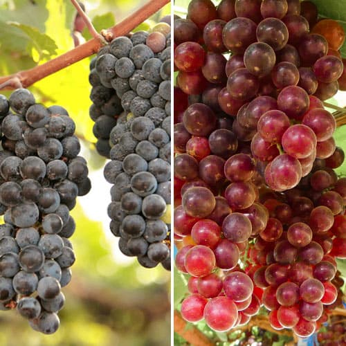 Conjunto de vides de uva de vino rosada, 2 plantas interface.image 1 interface.art 5577