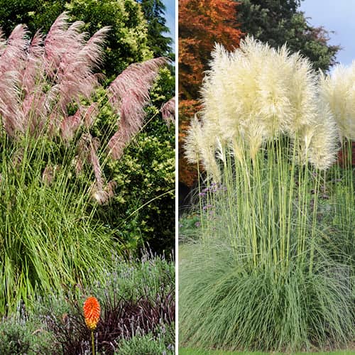 Conjunto de hierba de la Pampa, 2 plantas interface.art photo 1 Conjunto de hierba de la Pampa, 2 plantas interface.image 1 interface.art 5420