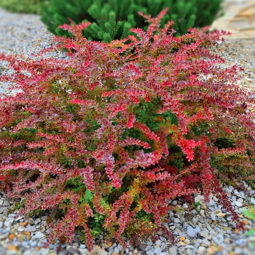 Agracejo de Thunberg Golden Ring, P9 interface.art photo 1 Agracejo de Thunberg Golden Ring, P9 interface.image 1 interface.art 9003