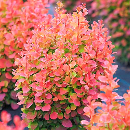 Agracejo Thunberga Red Chief, P9 interface.art photo 1 Agracejo Thunberga Red Chief, P9 interface.image 1 interface.art 9002