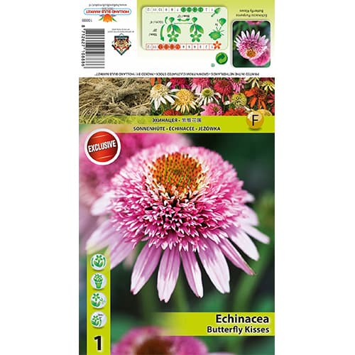 Equinácea Butterfly Kisses interface.art photo 1 Equinácea Butterfly Kisses interface.image 1 interface.art 77833