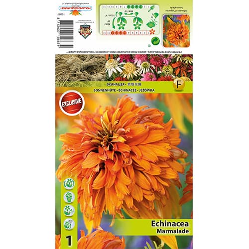 Equinácea Marmalade interface.image 1 interface.art 77832