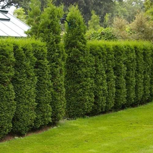 Tuya occidental Columna, C2 interface.image 1 interface.art 9413