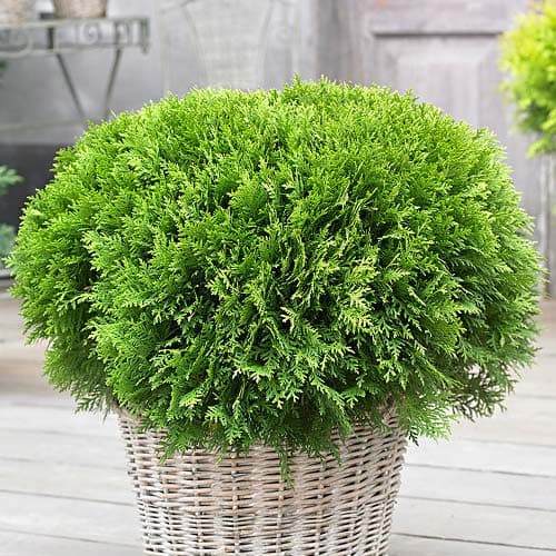 Erizo occidental (Thuja) Danica, Р9 interface.art photo 1 Erizo occidental (Thuja) Danica, Р9 interface.image 1 interface.art 9466