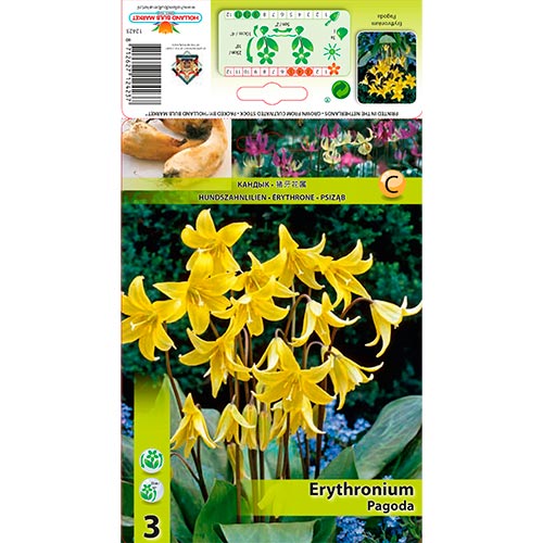 Erythronium (lirio trucha) Pagoda interface.image 1 interface.art 67350