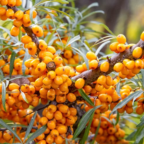 Espino amarillo, P9 interface.art photo 1 Espino amarillo, P9 interface.image 1 interface.art 8282