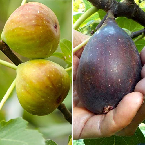 Conjunto de ficus, 2 plantas interface.image 1 interface.art 5186