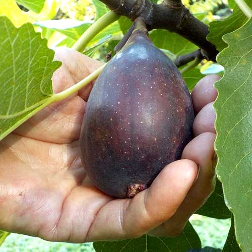 Higuera Black Mission, С2 interface.art photo 1 Higuera Black Mission, С2 interface.image 1 interface.art 6928