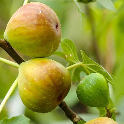 Higuera Gentile Bianco, С2 interface.image 1 interface.art 5184