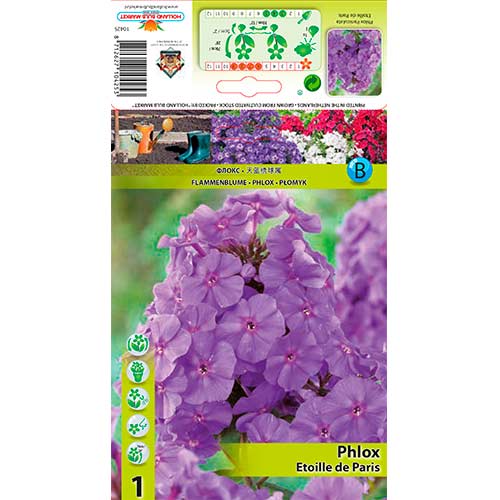 Flox Paniculata Etoille de Paris interface.image 1 interface.art 76347