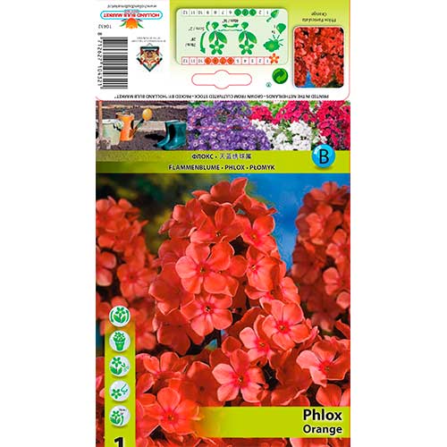 Flox Paniculata Orange interface.image 1 interface.art 76617