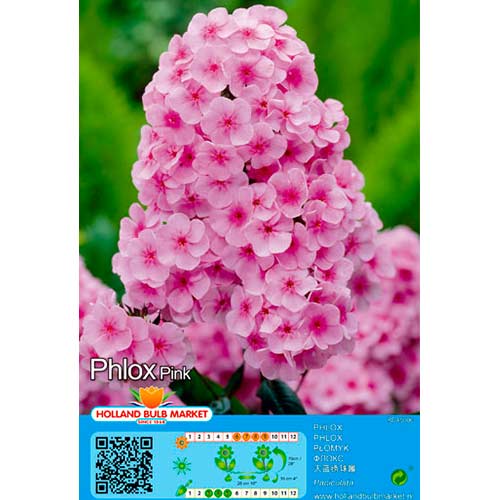 Flox Pink interface.art photo 1 Flox Pink interface.image 1 interface.art 76493