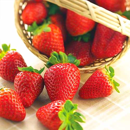 Fresa Albion interface.image 1 interface.art 5392