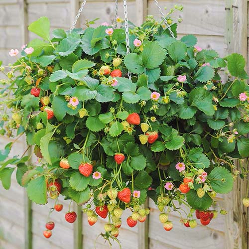 Fresa Ampelnaya interface.art photo 1 Fresa Ampelnaya interface.image 1 interface.art 5393