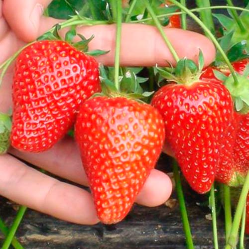 Fresa Asia interface.art photo 1 Fresa Asia interface.image 1 interface.art 5394