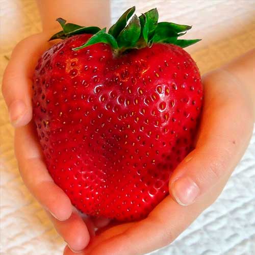 Fresa Gigant interface.image 1 interface.art 5401