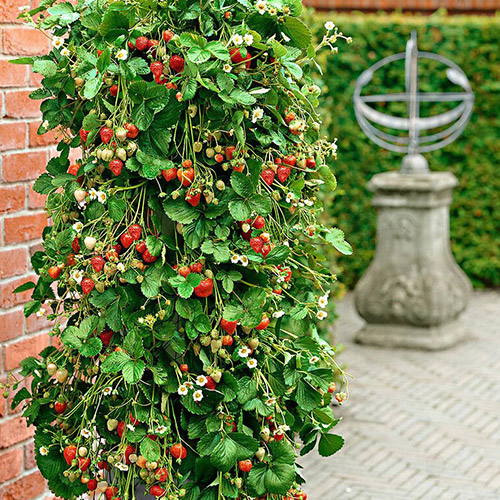 Fresa Climber interface.art photo 1 Fresa Climber interface.image 1 interface.art 5413